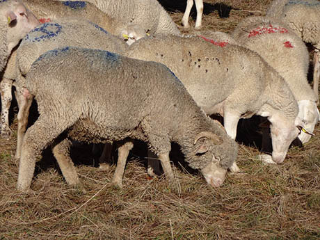 Troupeau de moutons