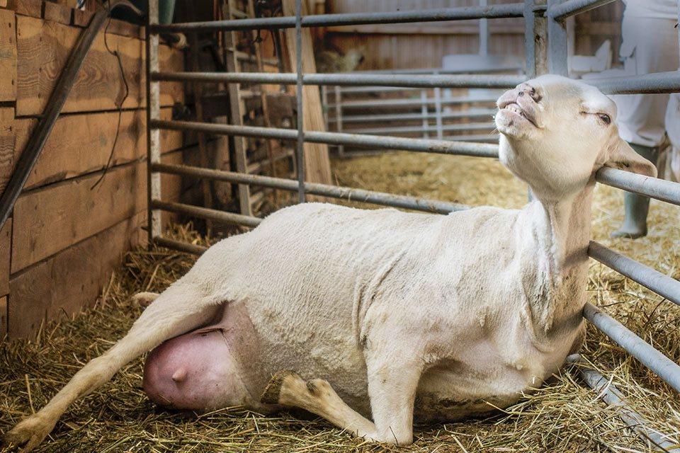 alp6 0396