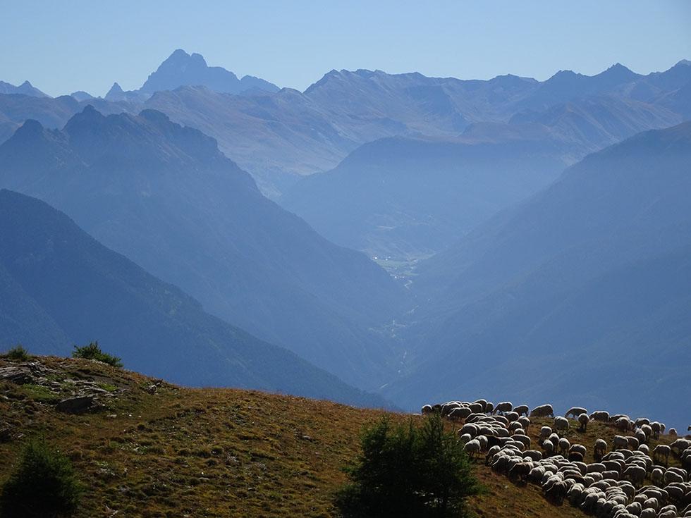 Les quartiers d’août à l'Alp. Le Paradis.