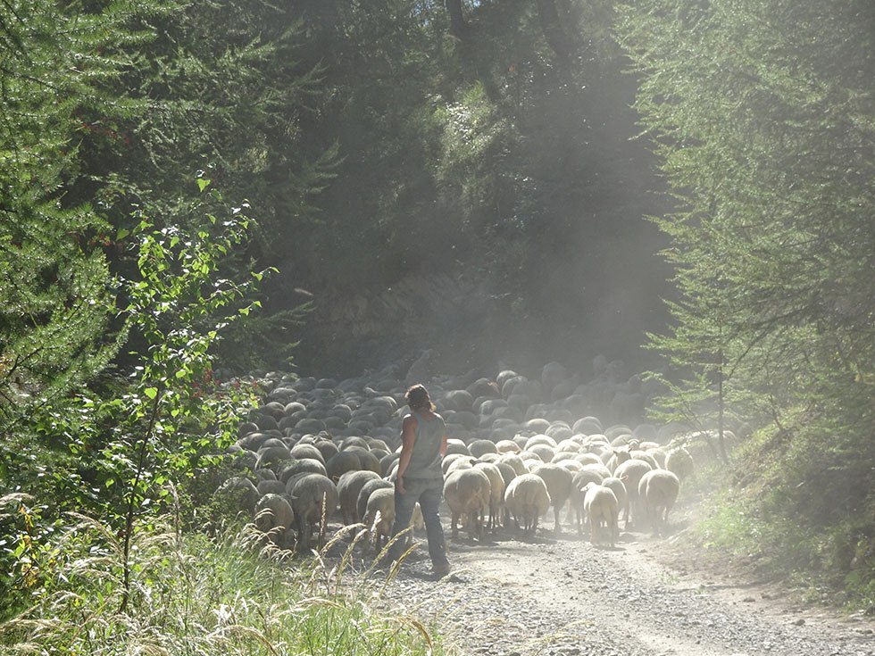 Septembre 2016 : Stéphanie Bertrand accompagne vers les pâturages autour des bergeries le troupeau des "empoussées"